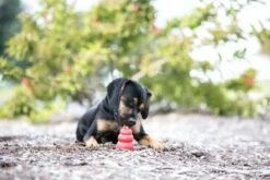 Kong Hondenspeelgoed Classic -Hunter Winkel image 116