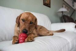 Kong Hondenspeelgoed Classic -Hunter Winkel image 119