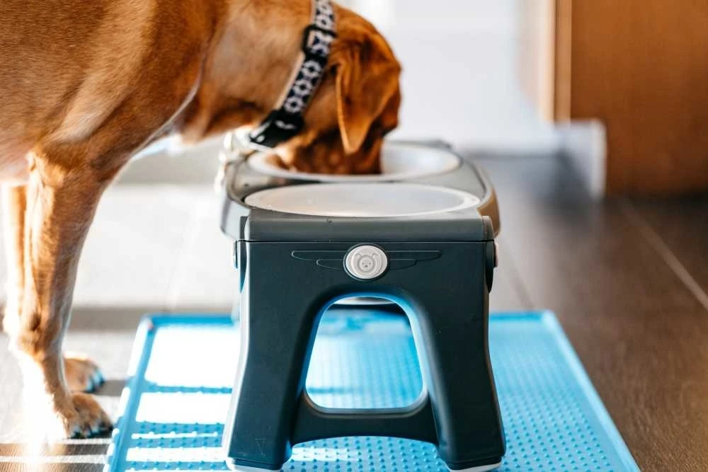 Dexas Adjustable Height Pet Feeder Light Grey 3 Dexas Adjustable Height Pet Feeder Light Grey