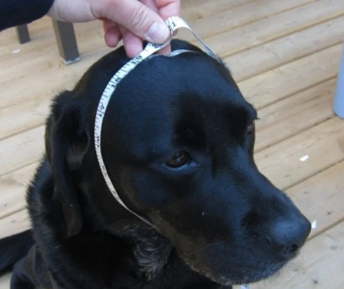 Machiko Hondenpet Blauw 7 Machiko Hondenpet Blauw - Afbeelding 5