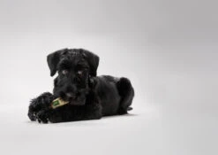 Hunter Trainer Snack Dummy -Hunter Winkel image 1591