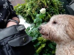 EQDOG Beloningszakje Click And Treat Zwart -Hunter Winkel image 1604