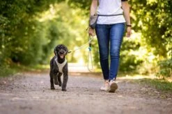 Curli Beloningszakje Grijs -Hunter Winkel image 1663