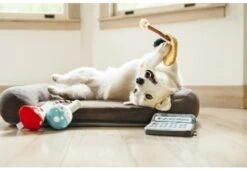 P.L.A.Y. Hondenspeelgoed Back To School - Calculator -Hunter Winkel image 1765