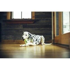 West Paw Design Hondenspeelgoed Zogoflex Qwizl Granny Smith 9 West Paw Design Hondenspeelgoed Zogoflex Qwizl Granny Smith -Hunter Winkel image 1795