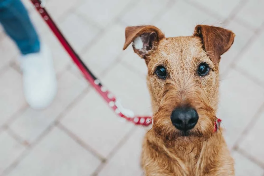 Hunter Hondenriem Swiss Rood 4 Hunter Hondenriem Swiss Rood - Afbeelding 2