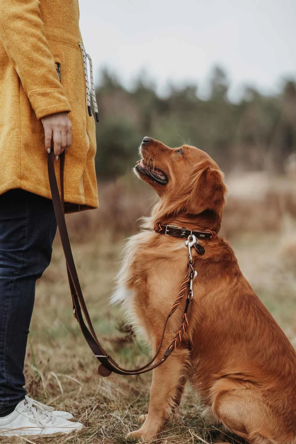 Hunter Hondenriem Solid Education Cord Bruin - Oranje 3 Hunter Hondenriem Solid Education Cord Bruin - Oranje