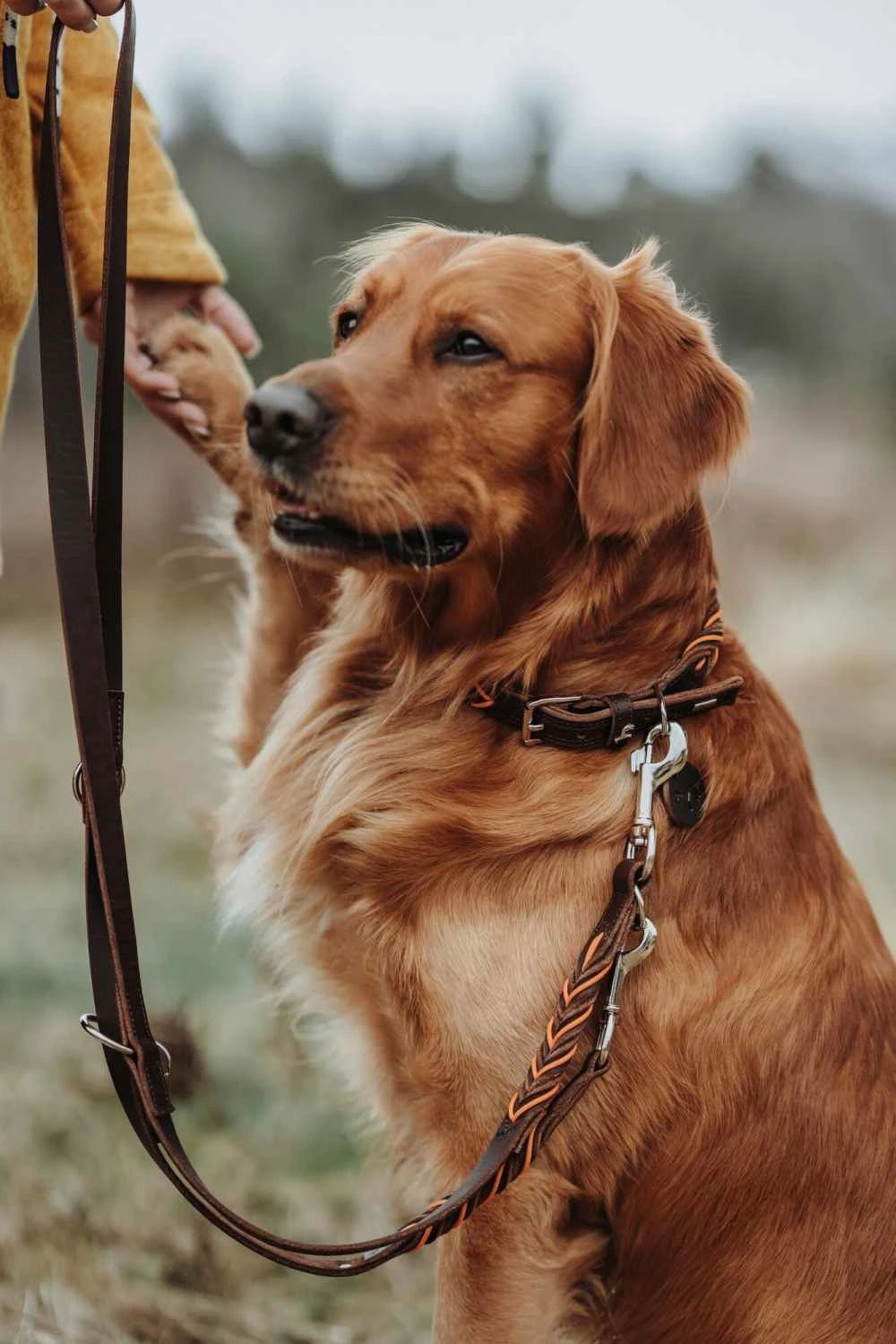 Hunter Hondenriem Solid Education Cord Bruin - Oranje 6 Hunter Hondenriem Solid Education Cord Bruin - Oranje - Afbeelding 4