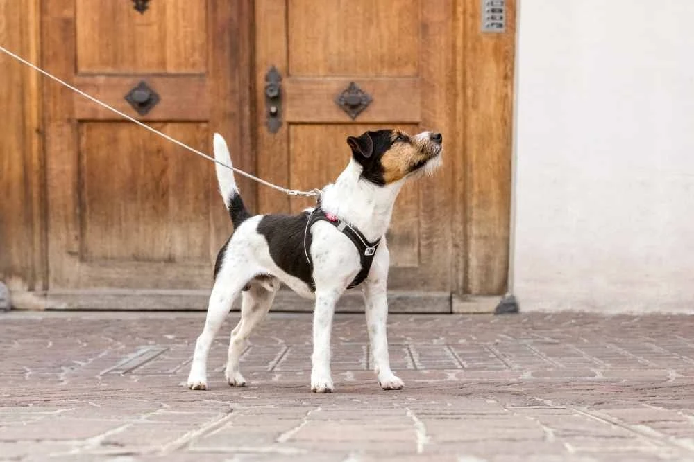 Curli Hondenriem Ultra Sterk Pocket Leash 4 Curli Hondenriem Ultra Sterk Pocket Leash - Afbeelding 2