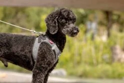 Curli Hondenriem Ultra Sterk Pocket Leash 10 Curli Hondenriem Ultra Sterk Pocket Leash -Hunter Winkel image 1881