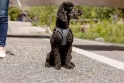 Curli Hondenriem Ultra Sterk Pocket Leash 11 Curli Hondenriem Ultra Sterk Pocket Leash -Hunter Winkel image 1882