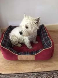 Scruffs Hondenmand Highland Rood 6 Scruffs Hondenmand Highland Rood - Afbeelding 4