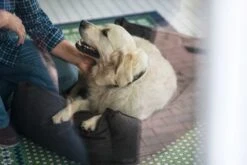 Hunter Hondenmand Boston Bruin -Hunter Winkel image 2006