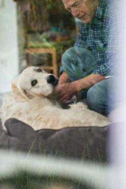 Hunter Hondenmand Boston Bruin -Hunter Winkel image 2007