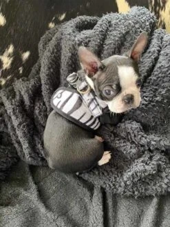 Doxtasy Hondentuig Comfy Harnass Zebra -Hunter Winkel image 2049