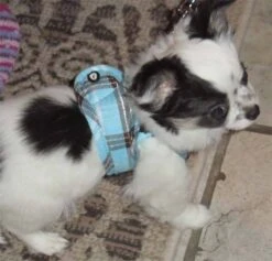 Doxtasy Hondentuig Comfy Harnass Scottish Turquoise -Hunter Winkel image 2072