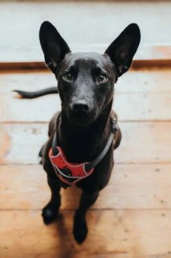 Hunter Hondentuig Divo Rood 11 Hunter Hondentuig Divo Rood -Hunter Winkel image 2078