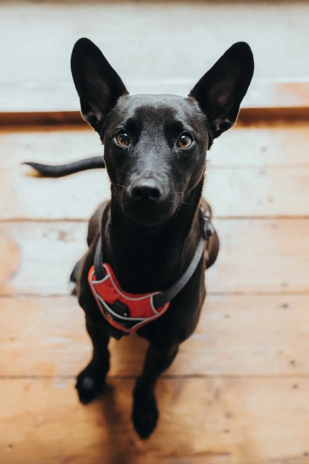 Hunter Hondentuig Divo Rood 6 Hunter Hondentuig Divo Rood - Afbeelding 4