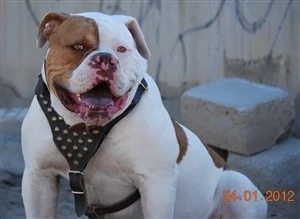 Dean And Tyler Hondentuig Stud Brother 7 Dean And Tyler Hondentuig Stud Brother - Afbeelding 5