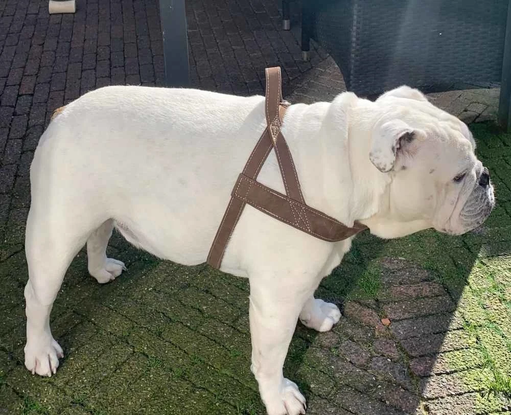 Hunter Hondentuig Norwegian Hunting Bruin 4 Hunter Hondentuig Norwegian Hunting Bruin - Afbeelding 2