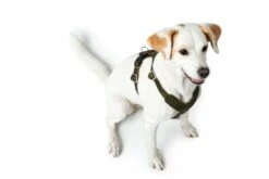 Hunter Hondentuig Aalborg Olive -Hunter Winkel image 2130