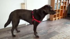 Petsafe Anti-Trek Hondentuig Easy Walk ® Rood -Hunter Winkel image 2142