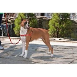 Petsafe Anti-Trek Hondentuig Easy Walk ® Rood -Hunter Winkel image 2145