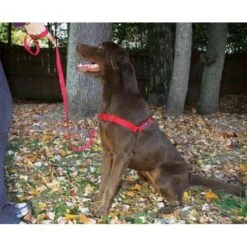 Petsafe Anti-Trek Hondentuig Easy Walk ® Rood -Hunter Winkel image 2146