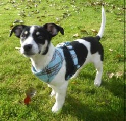 Doxtasy Hondentuig Round Loop Harnass Scottish Turquoise -Hunter Winkel image 2164