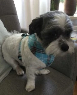 Doxtasy Hondentuig Round Loop Harnass Scottish Turquoise -Hunter Winkel image 2165