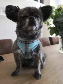 Doxtasy Hondentuig Round Loop Harnass Scottish Turquoise -Hunter Winkel image 2166