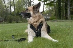 Dean And Tyler Hondentuig The Victory -Hunter Winkel image 2180