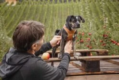 Curli Hondentuig Clasp Vest Apple Leather Bruin -Hunter Winkel image 2214