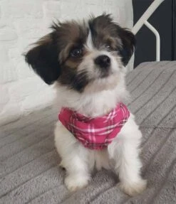 Doxtasy Hondentuig Comfy Harnass Scottish Hot Pink -Hunter Winkel image 2221