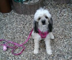 Doxtasy Hondentuig Comfy Harnass Scottish Hot Pink -Hunter Winkel image 2222