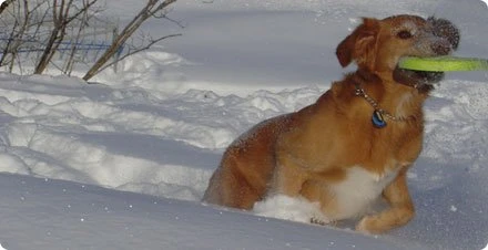 West Paw Design Hondenspeelgoed Zogoflex Zisc Lime 5 West Paw Design Hondenspeelgoed Zogoflex Zisc Lime - Afbeelding 3