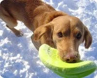 West Paw Design Hondenspeelgoed Zogoflex Zisc Lime 6 West Paw Design Hondenspeelgoed Zogoflex Zisc Lime - Afbeelding 4