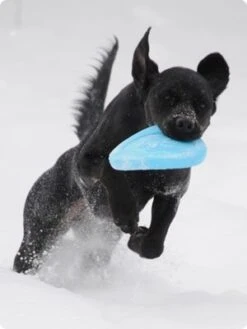 West Paw Design Hondenspeelgoed Zogoflex Zisc Aqua