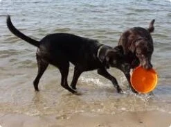 West Paw Design Hondenspeelgoed Zogoflex Zisc Oranje