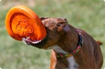 West Paw Design Hondenspeelgoed Zogoflex Zisc Oranje 5 West Paw Design Hondenspeelgoed Zogoflex Zisc Oranje - Afbeelding 3