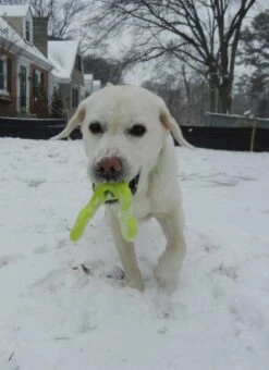 West Paw Design Hondenspeelgoed Zogoflex Tizzi Lime