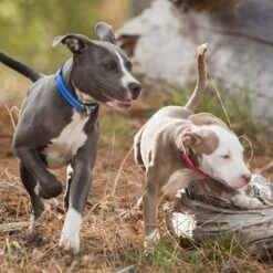 K9 Sport Sack Reisbench Hond 18 K9 Sport Sack Reisbench Hond -Hunter Winkel image 23