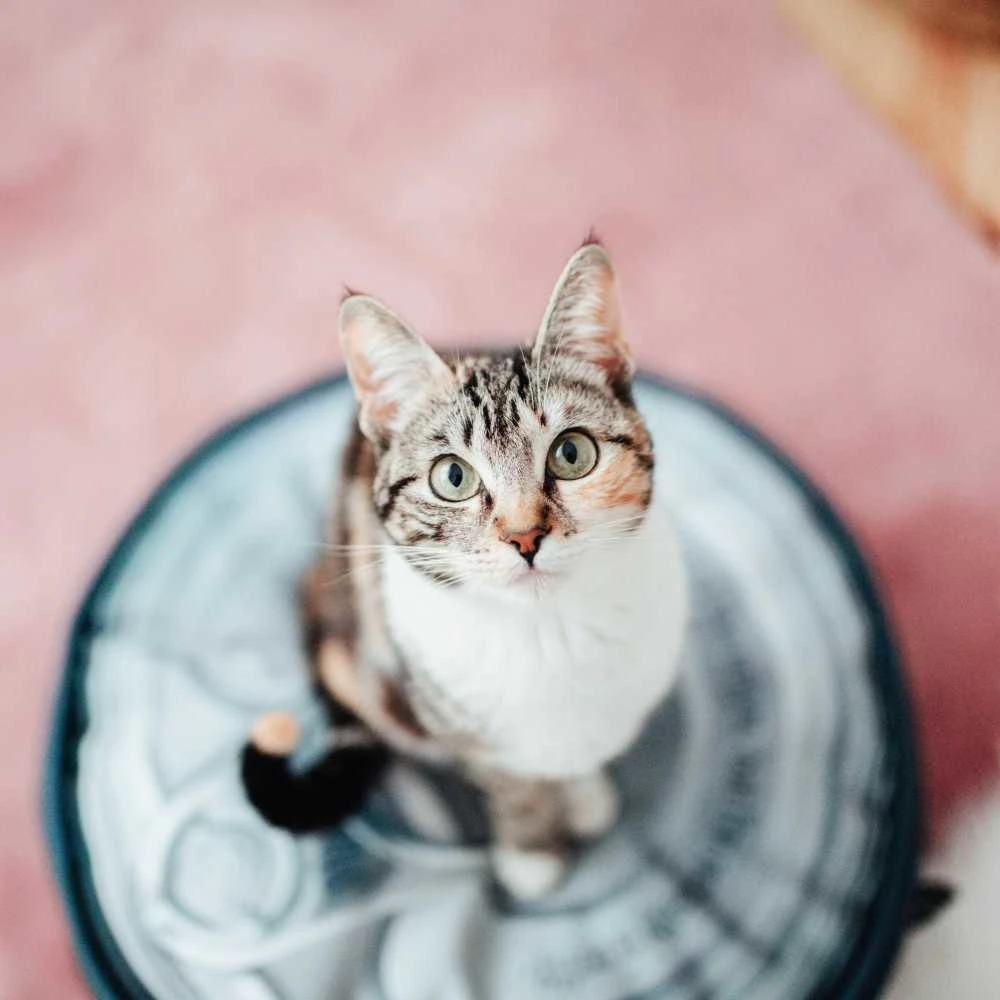 District70 Kussen Tin Iron 4 District70 Kussen Tin Iron - Afbeelding 2