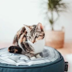 District70 Kussen Tin Iron 7 District70 Kussen Tin Iron -Hunter Winkel image 2338