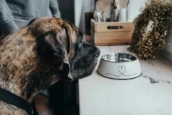 Hunter Drinkbak Of Voerbak Valencia -Hunter Winkel image 2453