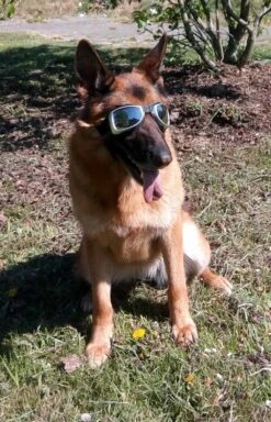 Dogoptics Hondenzonnebril Biker Silver Frame/Mirror Lens -Hunter Winkel image 255