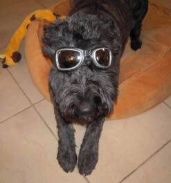 Dogoptics Hondenzonnebril Biker Silver Frame/Mirror Lens -Hunter Winkel image 260