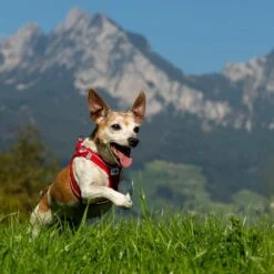 Hunter Winkel 25 Curli Hondentuig Magnetic Harness Rood