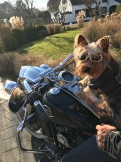 Doggles Hondenzonnebril Chrome -Hunter Winkel image 275