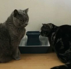 Petsafe Drinkfontein Drinkwell Pagoda Blauw -Hunter Winkel image 2752